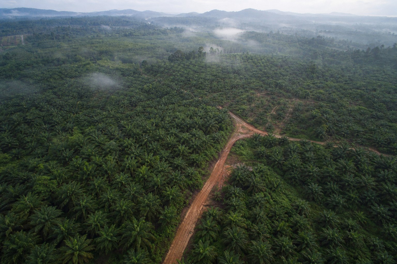 Oil palm estate at dawn