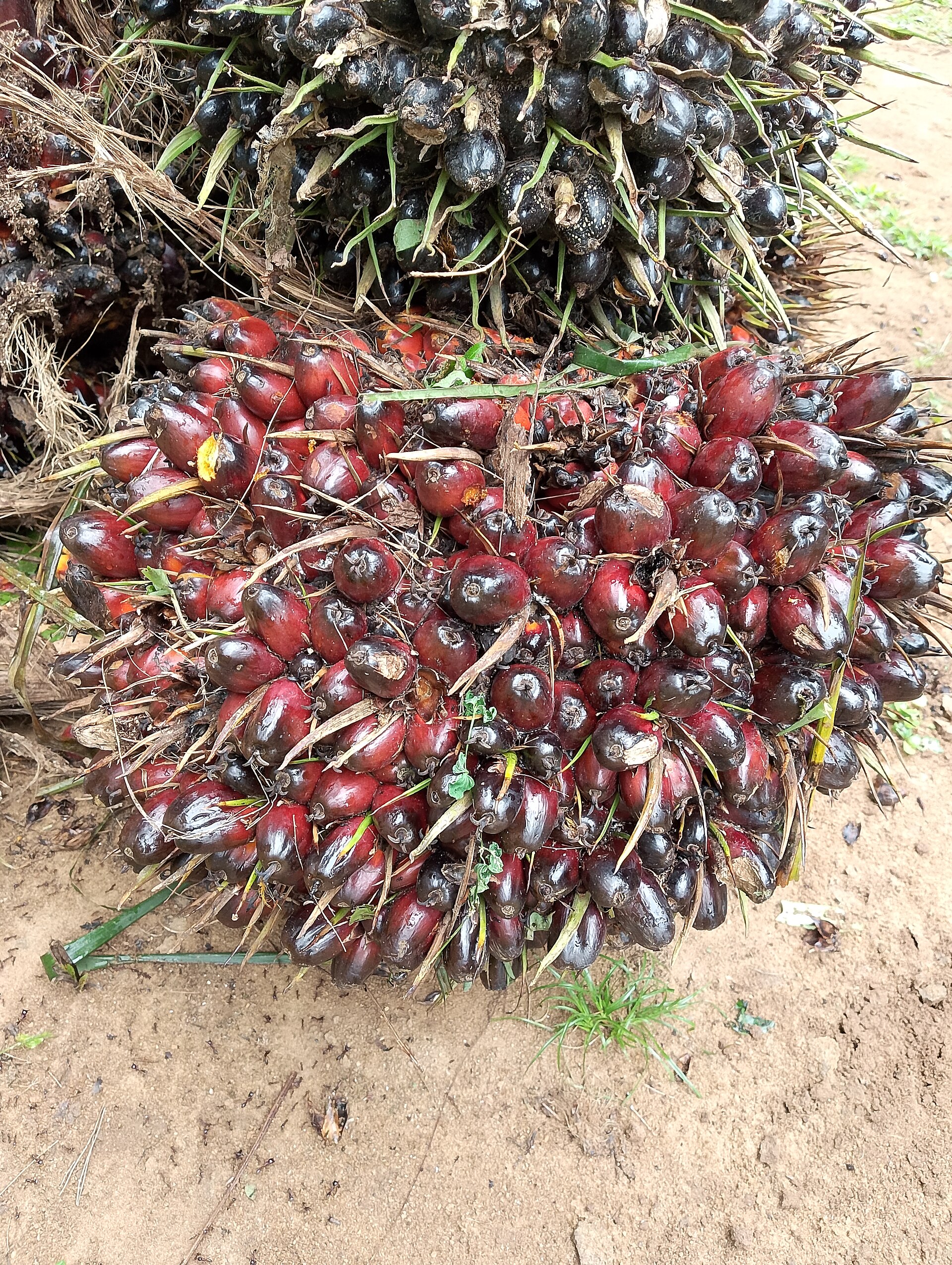Harvested FFB